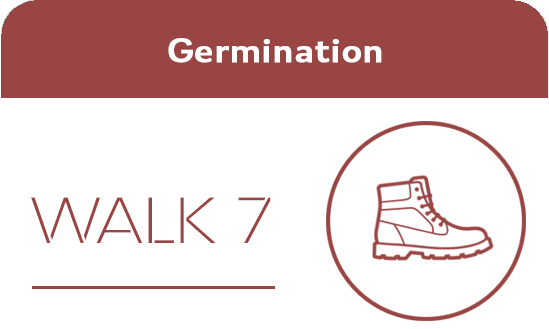 T1002021 Germination walk